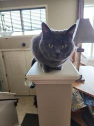 Lost Female Cat last seen Black Diamond by Water Tower , Southeast, AB T0L 0H0