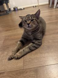 Lost Male Cat last seen East Crescent , Berkshire, England SL4