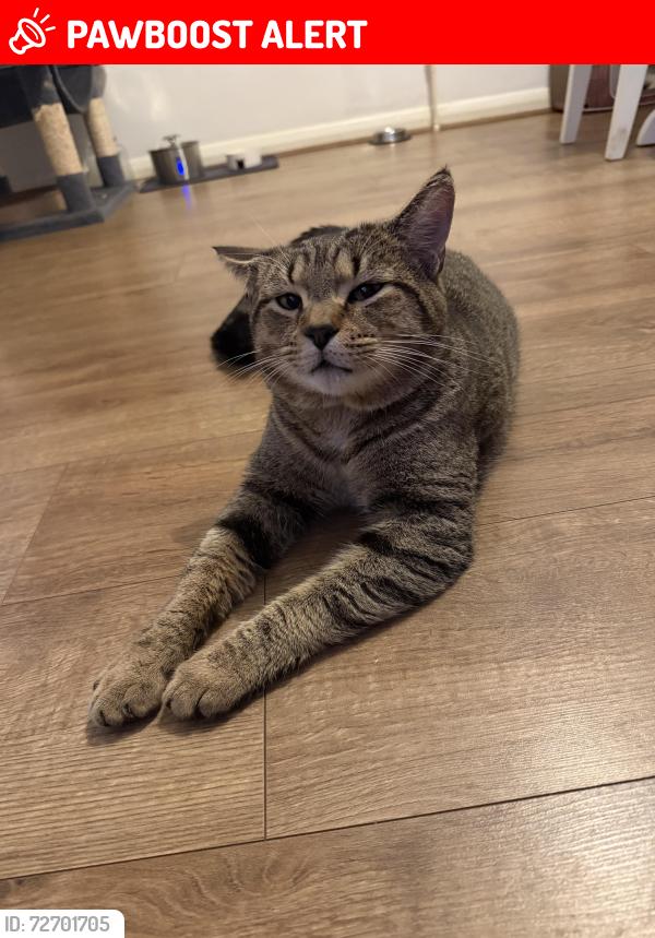Lost Male Cat last seen East Crescent , Berkshire, England SL4