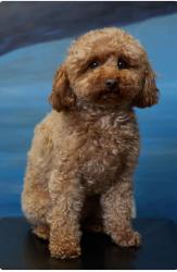 Lost Female Dog last seen Huckleberry and Westbury, Avon, CT 06001