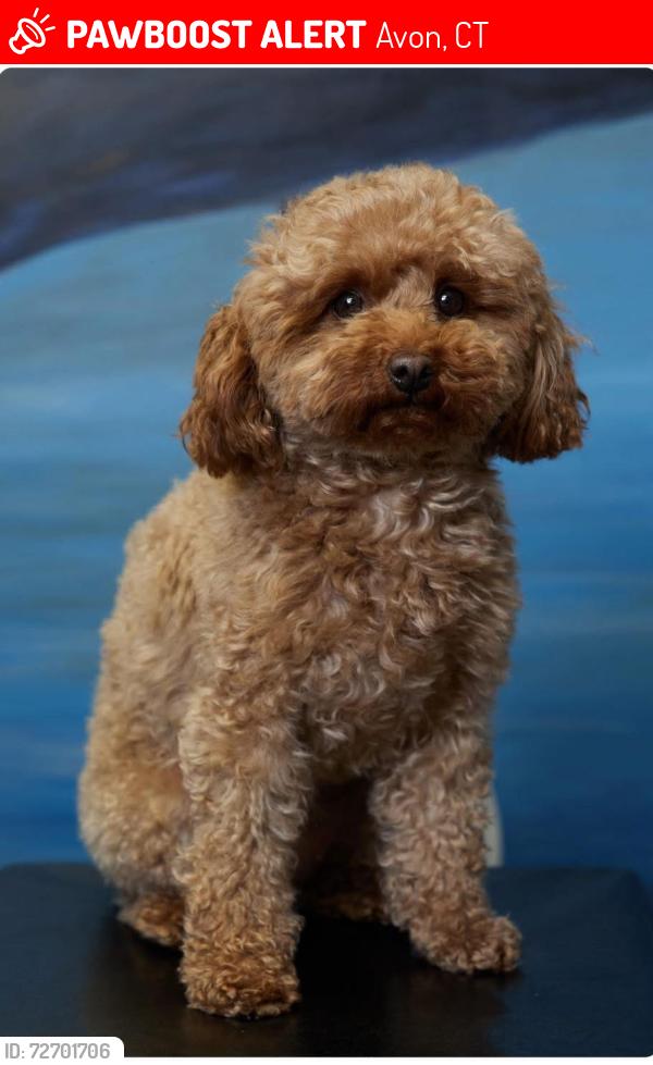 Lost Female Dog last seen Huckleberry and Westbury, Avon, CT 06001