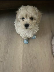 Lost Female Dog last seen Near , Oklahoma City, OK 73114