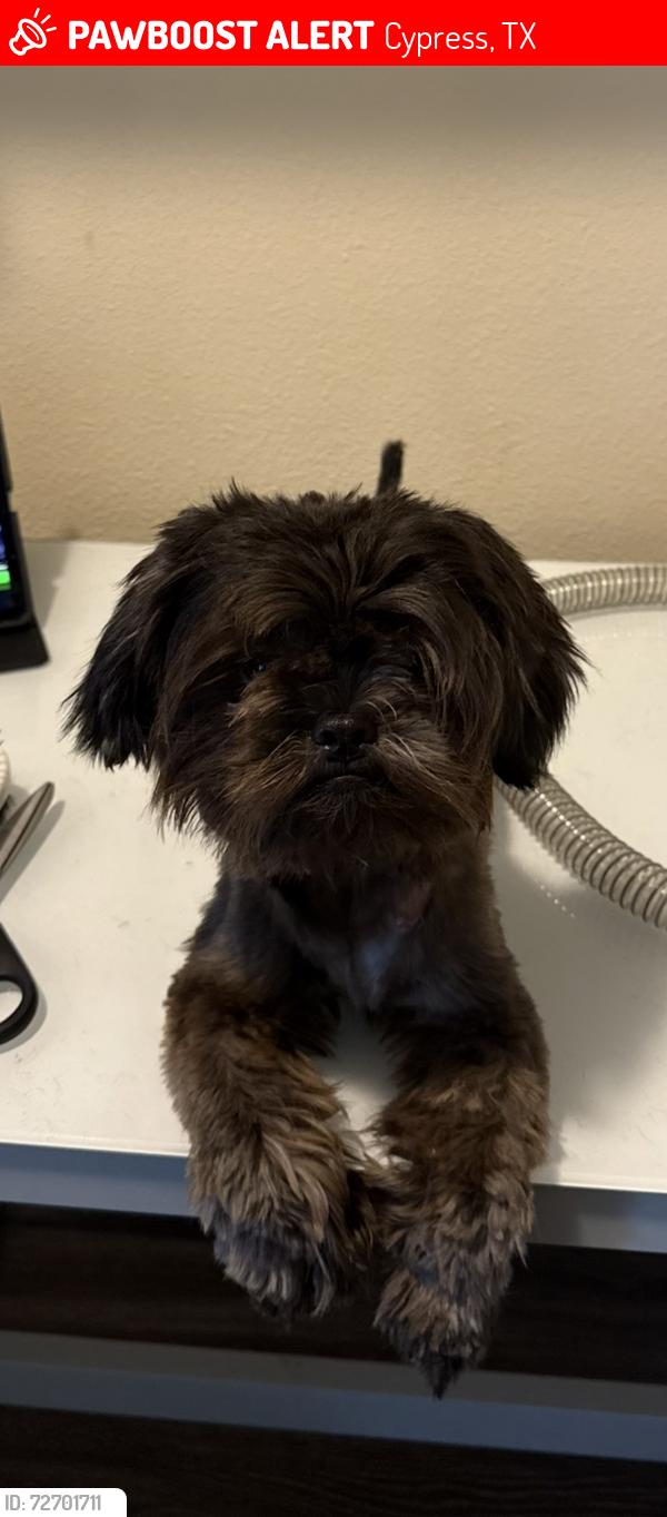 Lost Male Dog last seen Barker cypress rd, Cypress, TX 77433