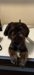 Lost Male Dog last seen Barker cypress rd, Cypress, TX 77433