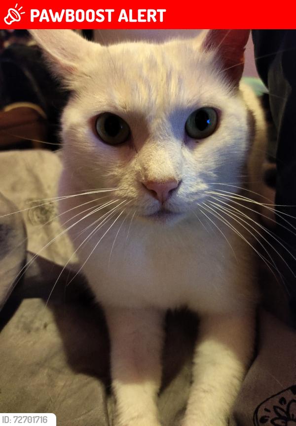 Lost Male Cat last seen Holderness road , Kingston upon Hull, England HU8