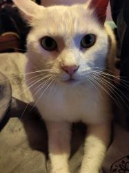 Lost Male Cat last seen Holderness road , Kingston upon Hull, England HU8