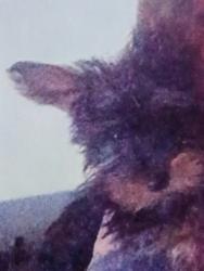Lost Female Dog last seen Manchester expressway , Columbus, GA 31901