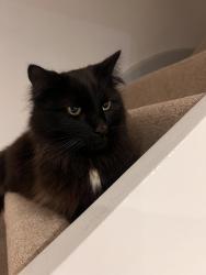 Found/Stray Unknown Cat last seen Doric Avenue , Royal Tunbridge Wells, England TN4