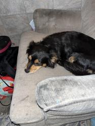 Lost Female Dog last seen Indiana st east la , East Los Angeles, CA 90063
