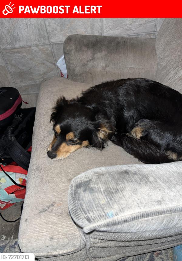Lost Female Dog last seen Indiana st east la , East Los Angeles, CA 90063