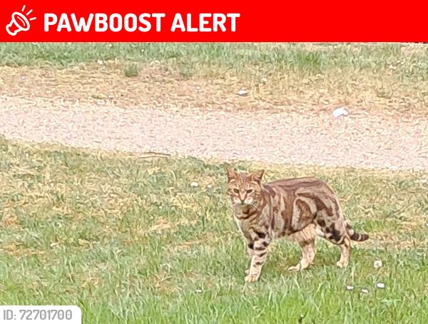 Lost Male Cat last seen Groveway, Simpson, Ashland, Netherfield,  Grand Union c, Tinkers Bridge, England MK6 3DP