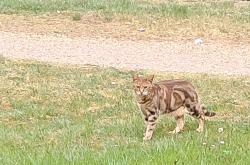 Lost Male Cat last seen Groveway, Simpson, Ashland, Netherfield,  Grand Union c, Tinkers Bridge, England MK6 3DP