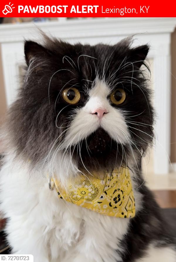 Lost Male Cat last seen Indoor cat sneaked out last night around 8 pm and didn’t notice him missing not till this morning. , Lexington, KY 40509