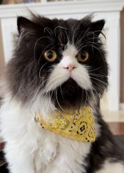 Lost Male Cat last seen Indoor cat sneaked out last night around 8 pm and didn’t notice him missing not till this morning. , Lexington, KY 40509