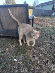 Lost Male Cat last seen w 15th st, Huntington Station, NY 11743