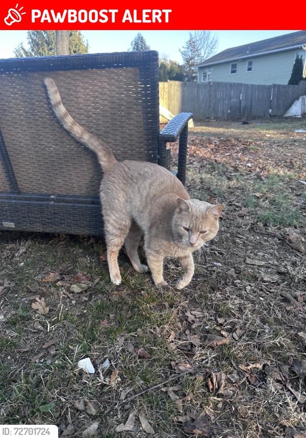 Lost Male Cat last seen w 15th st, Huntington Station, NY 11743