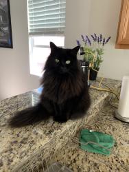 Lost Female Cat last seen Quigley ln, Perris, CA 92570