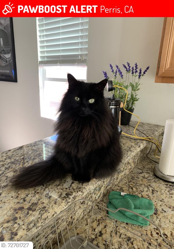 Lost Female Cat last seen Quigley ln, Perris, CA 92570