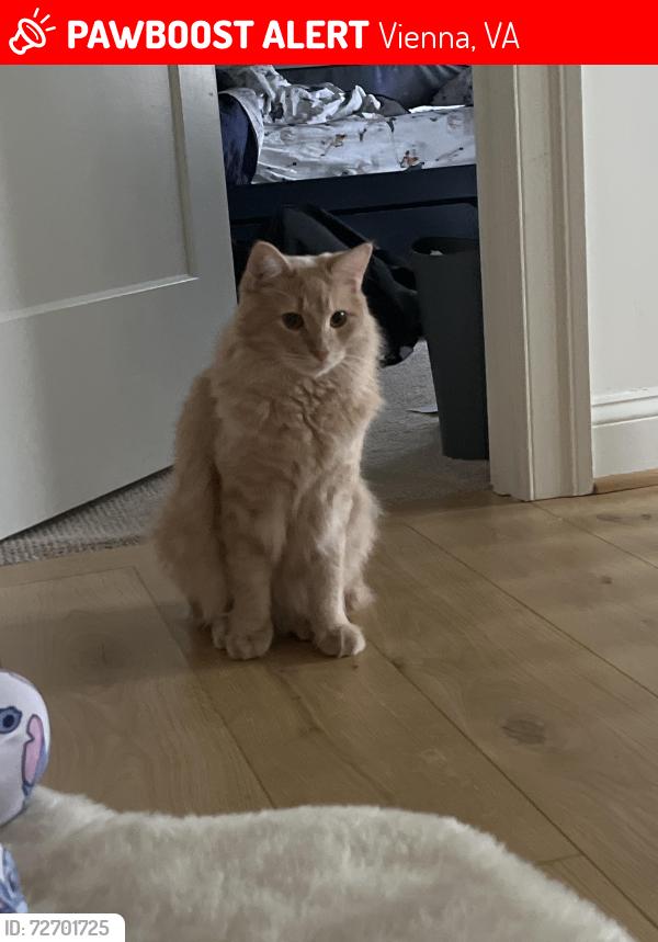 Lost Male Cat last seen Beulah and MacArthur, across from Holy Comforter, Vienna, VA 22180