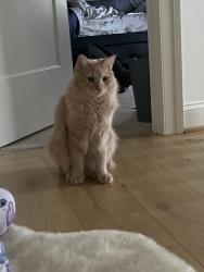 Lost Male Cat last seen Beulah and MacArthur, across from Holy Comforter, Vienna, VA 22180