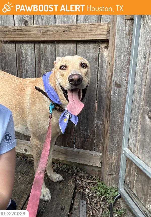 Found/Stray Female Dog last seen Bay Area Blvd and Space Center Blvd, Houston, TX 77058