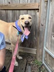 Found/Stray Female Dog last seen Bay Area Blvd and Space Center Blvd, Houston, TX 77058