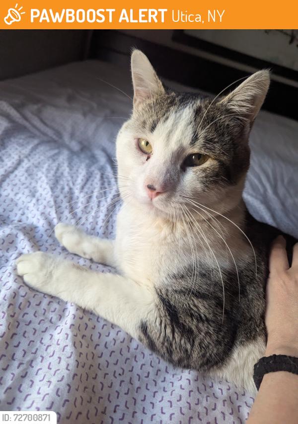 Found/Stray Male Cat last seen Blandina and john, Utica, NY 13501