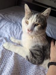 Found/Stray Male Cat last seen Blandina and john, Utica, NY 13501