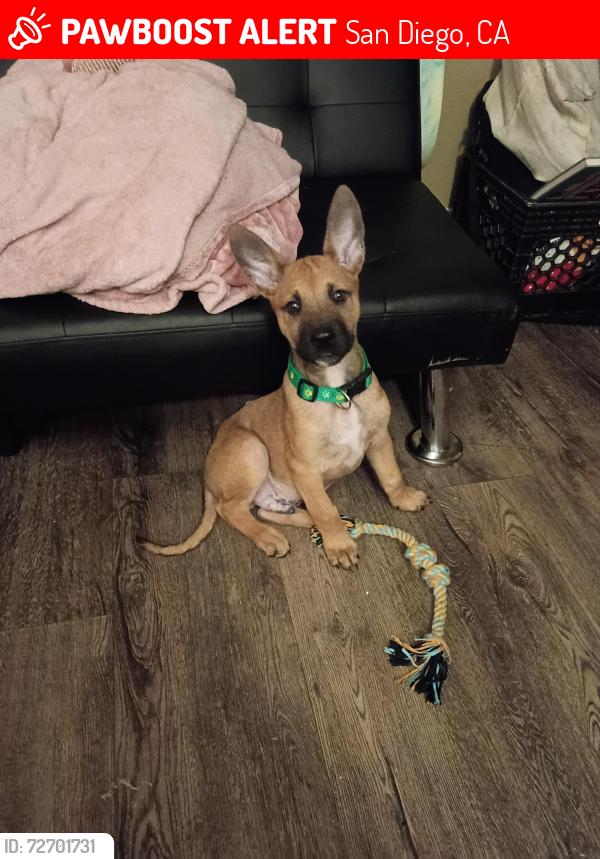 Lost Male Dog last seen Imperial Ave., San Diego, CA 92113