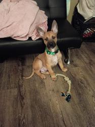 Lost Male Dog last seen Imperial Ave., San Diego, CA 92113