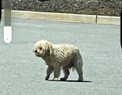 Found/Stray Unknown Dog last seen United Bank, Athens, GA 30601