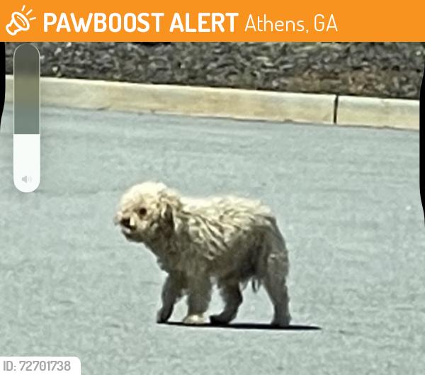 Found/Stray Unknown Dog last seen United Bank, Athens, GA 30601