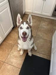 Found/Stray Male Dog last seen Hill Park Drive and Dixon Street, Temple Hills, MD 20748
