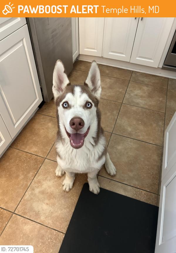 Found/Stray Male Dog last seen Hill Park Drive and Dixon Street, Temple Hills, MD 20748
