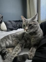 Lost Male Cat last seen Alamosa , Albuquerque, NM 87121