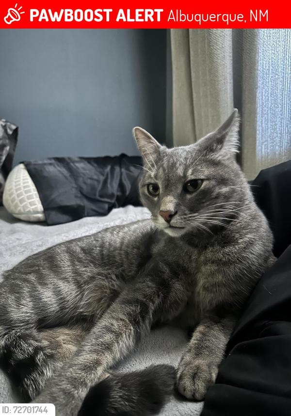 Lost Male Cat last seen Alamosa , Albuquerque, NM 87121