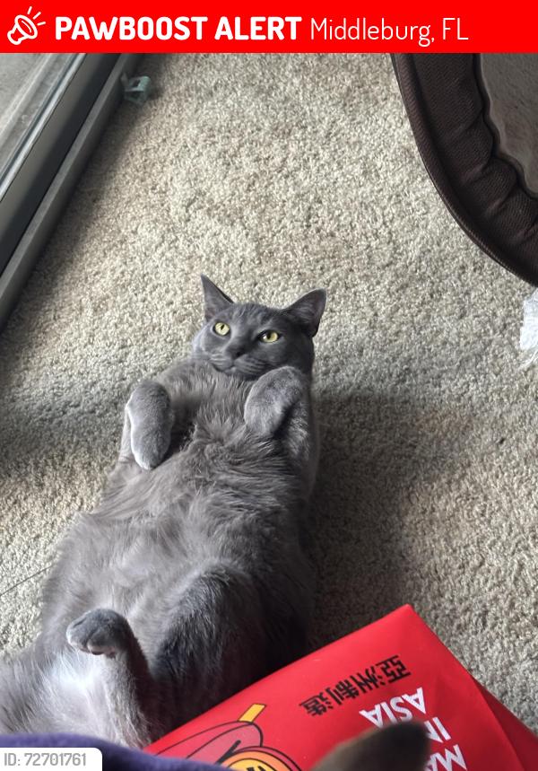 Lost Female Cat last seen Near hses down from my hse which is 1693 dogwood circle, Middleburg Florida , Middleburg, FL 32068