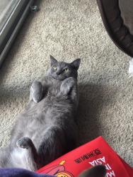 Lost Female Cat last seen Near hses down from my hse which is 1693 dogwood circle, Middleburg Florida , Middleburg, FL 32068