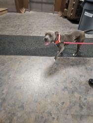 Found/Stray Male Dog last seen Near Carrick High School , Pittsburgh, PA 15210
