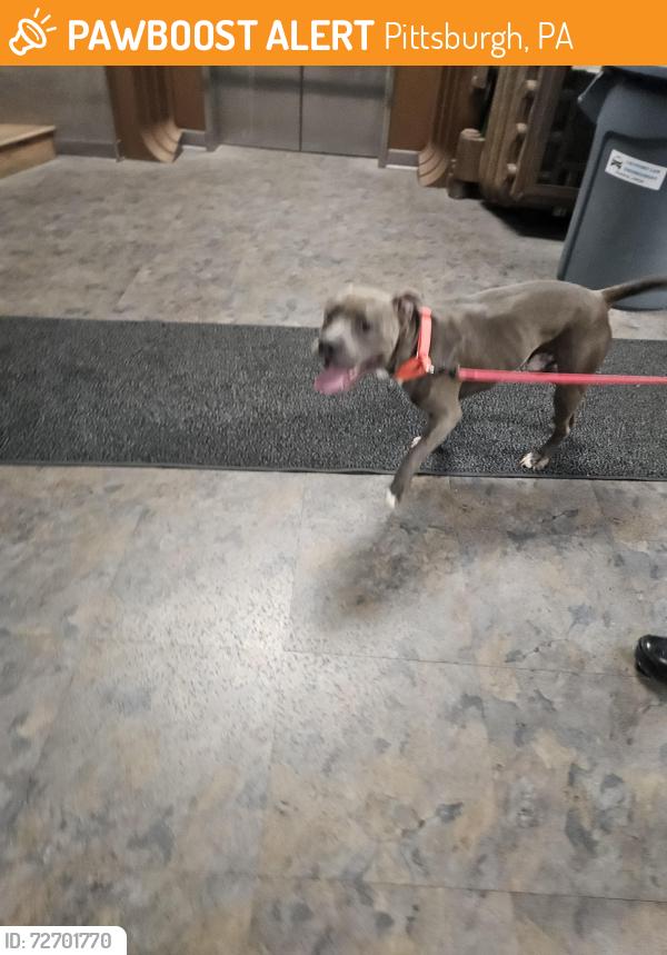 Found/Stray Male Dog last seen Near Carrick High School , Pittsburgh, PA 15210