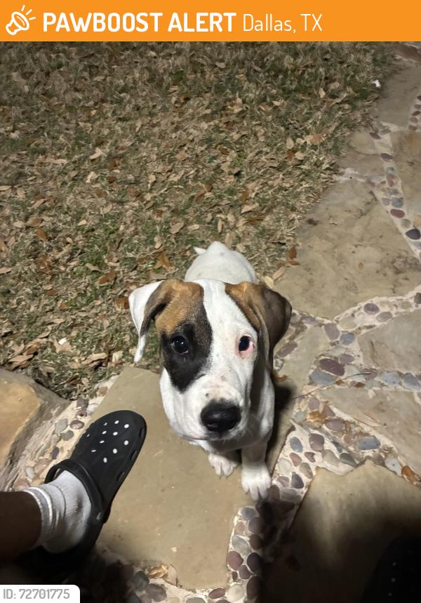 Found/Stray Male Dog last seen  Dr  Dallas te, Dallas, TX 75217