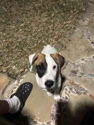 Found/Stray Male Dog last seen  Dr  Dallas te, Dallas, TX 75217