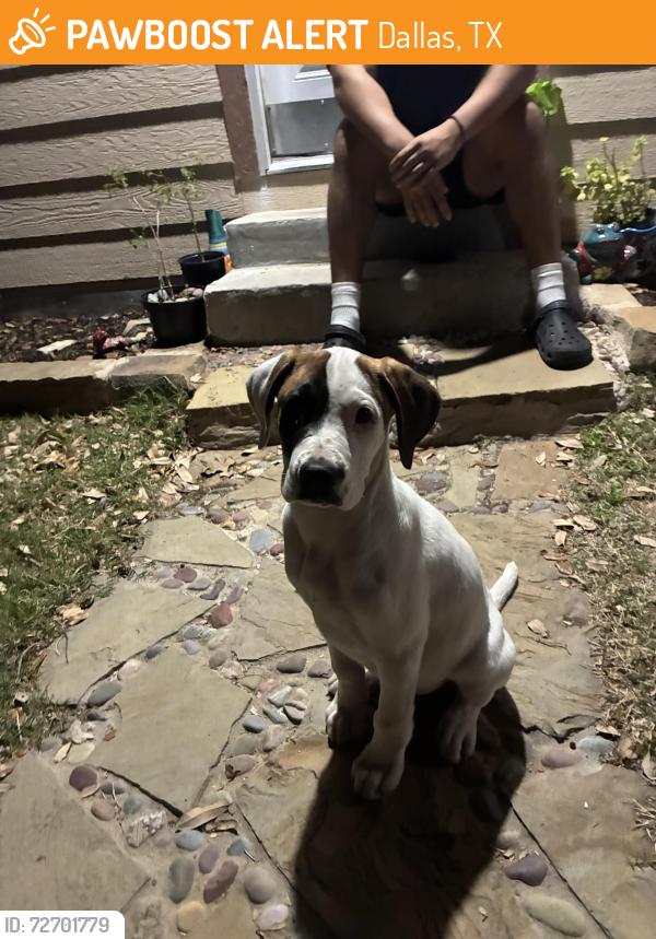 Found/Stray Male Dog last seen  Dr Dallas tx, Dallas, TX 75217