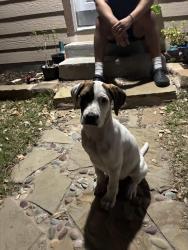 Found/Stray Male Dog last seen  Dr Dallas tx, Dallas, TX 75217