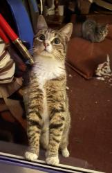 Lost Female Cat last seen Waldo’s Beach Road , Fayetteville, NC 28305