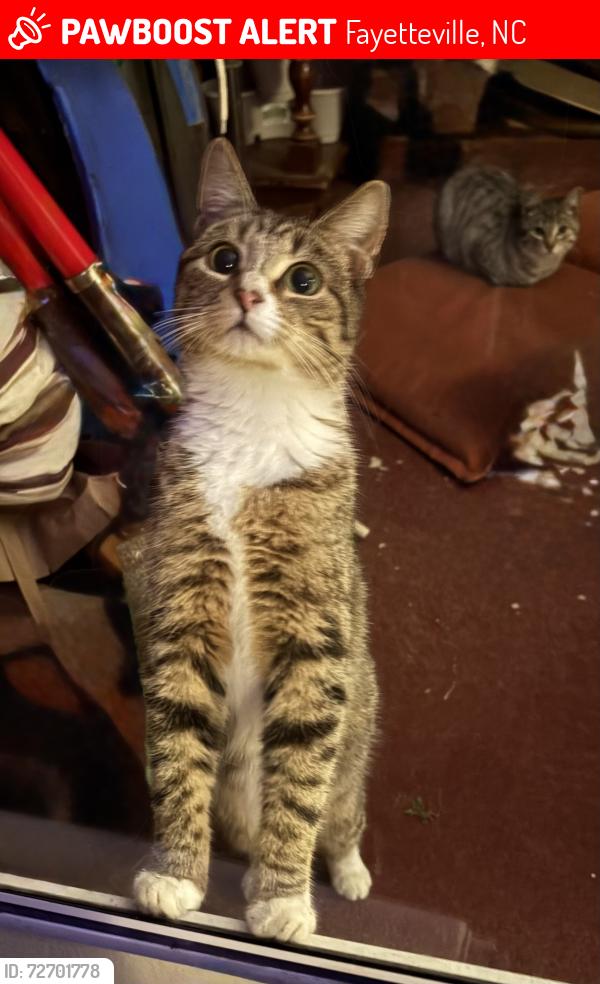 Lost Female Cat last seen Waldo’s Beach Road , Fayetteville, NC 28305