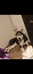 Lost Male Dog last seen Near Nebraska road, Screven, GA 31560