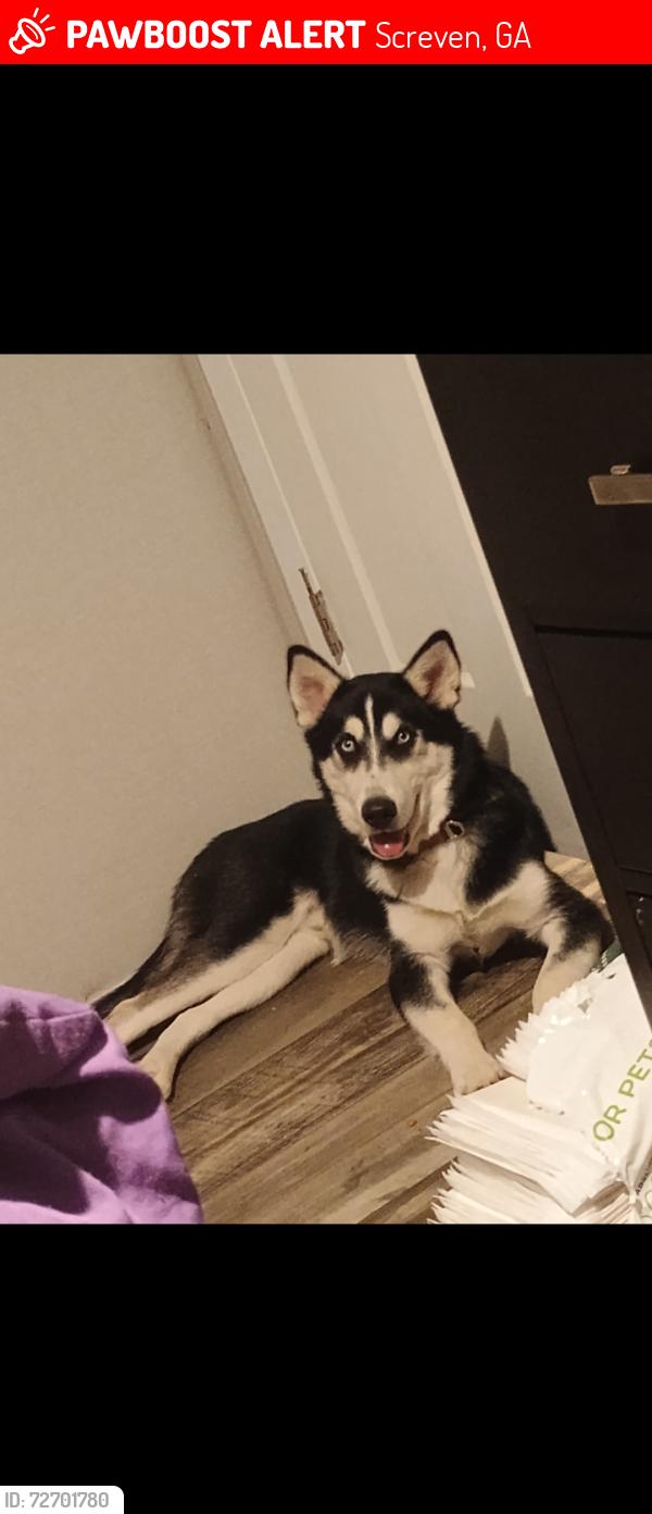 Lost Male Dog last seen Near Nebraska road, Screven, GA 31560
