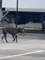 Found/Stray Male Dog last seen Between Sandalwood and Hawaii Dr, Jacksonville, FL 32225