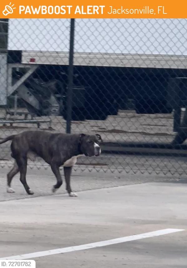 Found/Stray Male Dog last seen Between Sandalwood and Hawaii Dr, Jacksonville, FL 32225